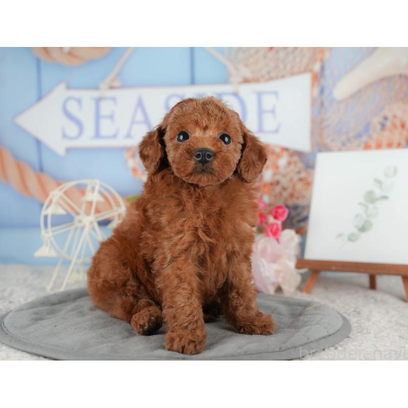 販売中の千葉県のタイニープードル-422909の5枚目