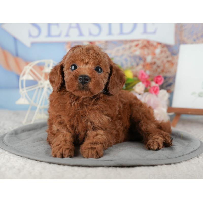 販売中の千葉県のタイニープードル-422909の4枚目