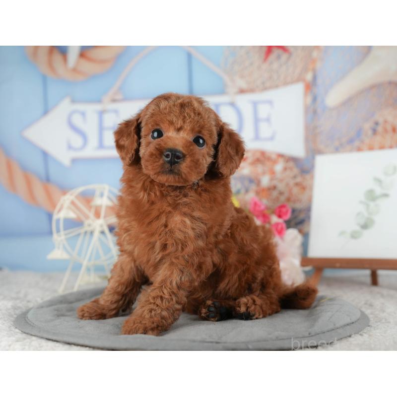 販売中の千葉県のタイニープードル-422909の3枚目