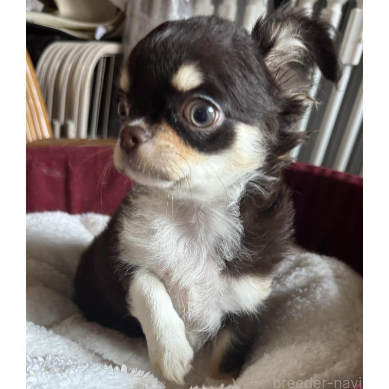 販売中の福井県のチワワ(ロングコート)-411917の5枚目