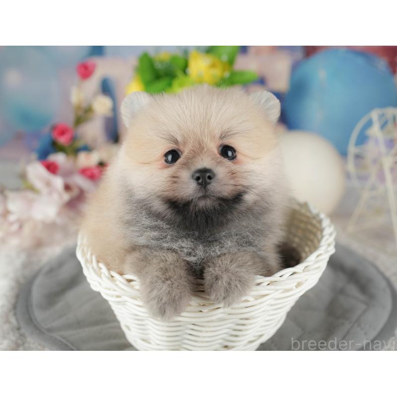 販売中の千葉県のポメラニアン-422907の1枚目