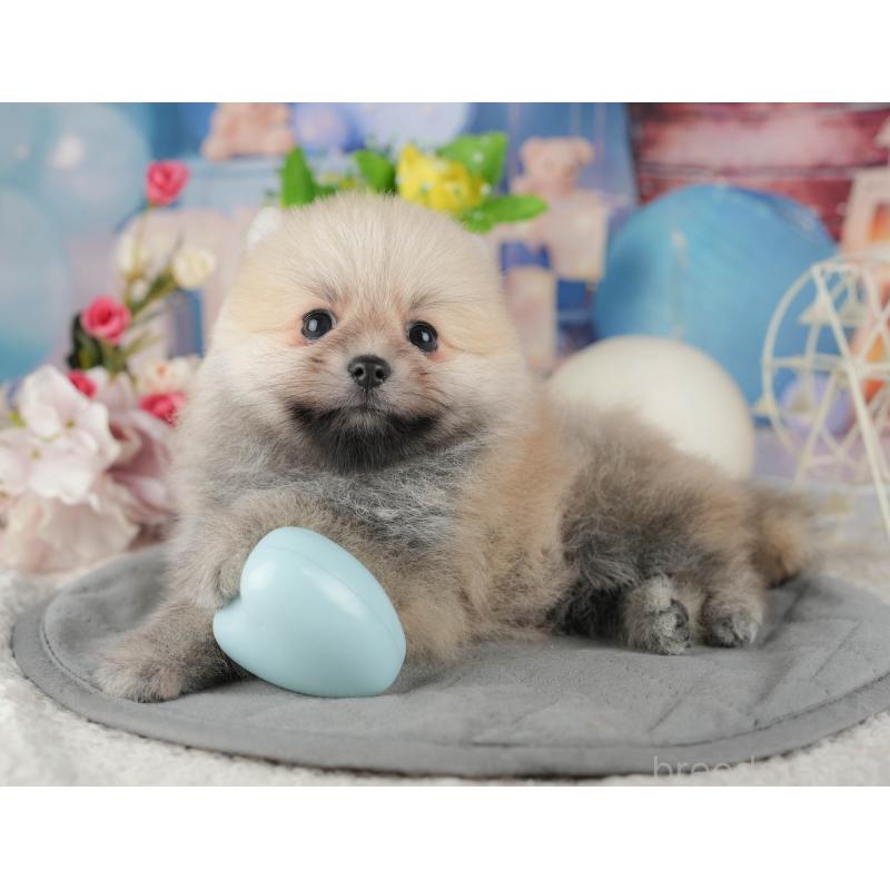 販売中の千葉県のポメラニアン-422907の11枚目