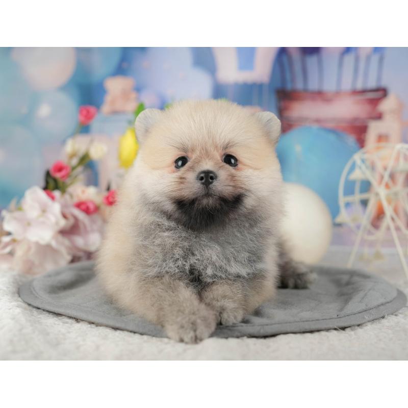 販売中の千葉県のポメラニアン-422907の10枚目