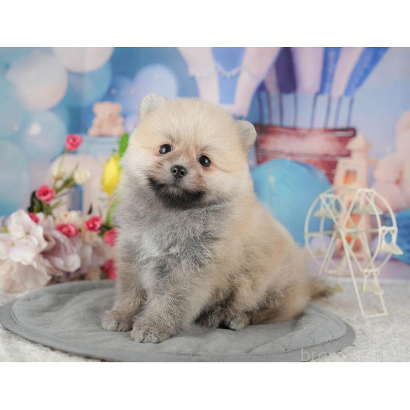 販売中の千葉県のポメラニアン-422907の9枚目