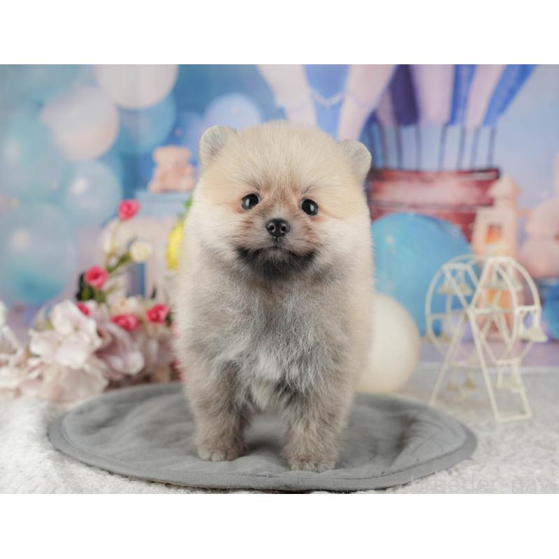 販売中の千葉県のポメラニアン-422907の8枚目