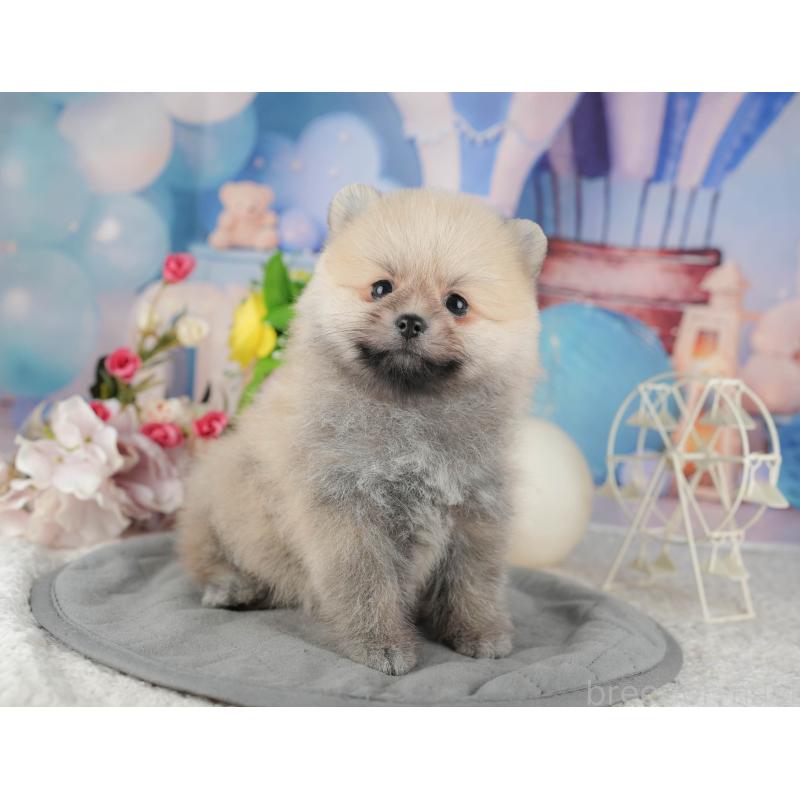 販売中の千葉県のポメラニアン-422907の7枚目