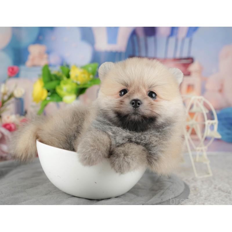 販売中の千葉県のポメラニアン-422907の6枚目