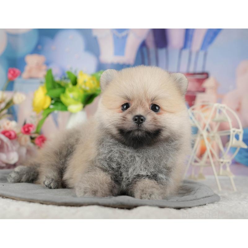 販売中の千葉県のポメラニアン-422907の5枚目