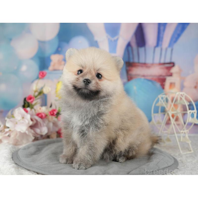 販売中の千葉県のポメラニアン-422907の4枚目