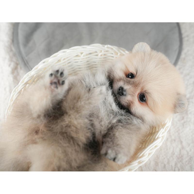 販売中の千葉県のポメラニアン-422907の3枚目