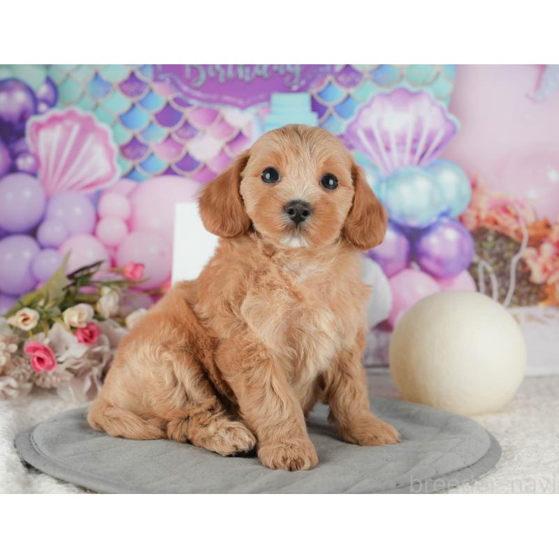 販売中の千葉県のマルプー:マルチーズ×トイプードル-422905