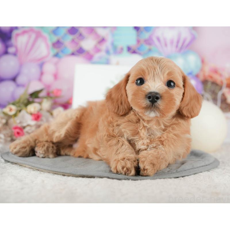 販売中の千葉県のマルプー:マルチーズ×トイプードル-422905の11枚目