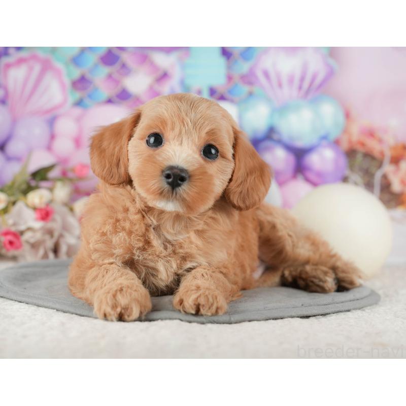 販売中の千葉県のマルプー:マルチーズ×トイプードル-422905の10枚目