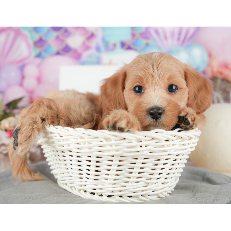 販売中の千葉県のマルプー:マルチーズ×トイプードル-422905の9枚目