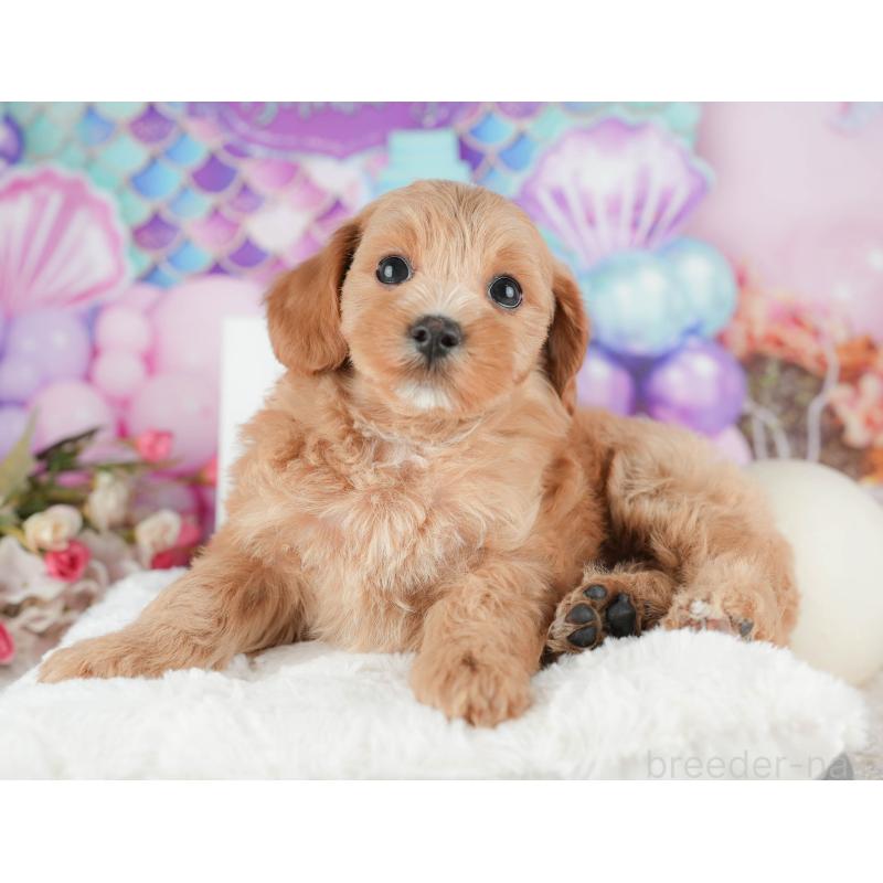 販売中の千葉県のマルプー:マルチーズ×トイプードル-422905の8枚目