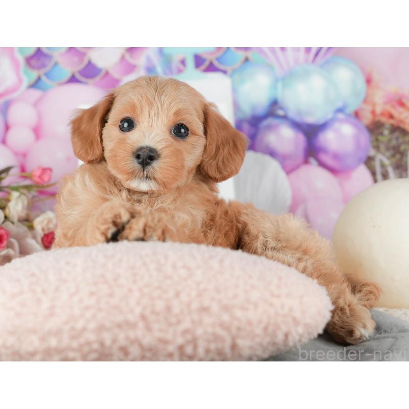 販売中の千葉県のマルプー:マルチーズ×トイプードル-422905の7枚目