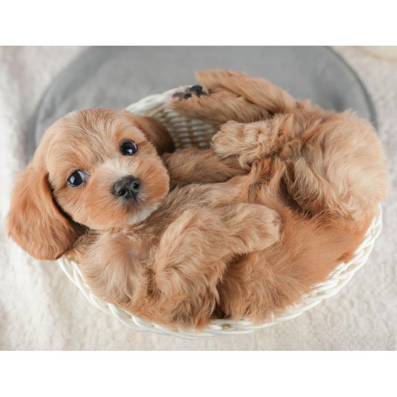 販売中の千葉県のマルプー:マルチーズ×トイプードル-422905の6枚目