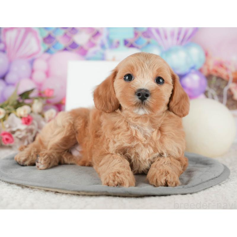 販売中の千葉県のマルプー:マルチーズ×トイプードル-422905の5枚目