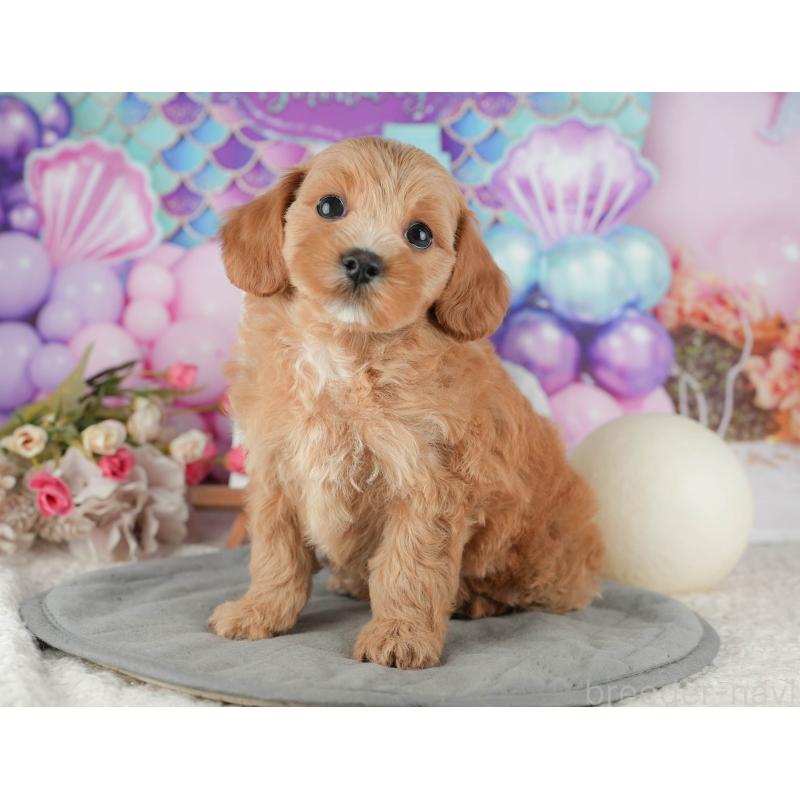 販売中の千葉県のマルプー:マルチーズ×トイプードル-422905の4枚目