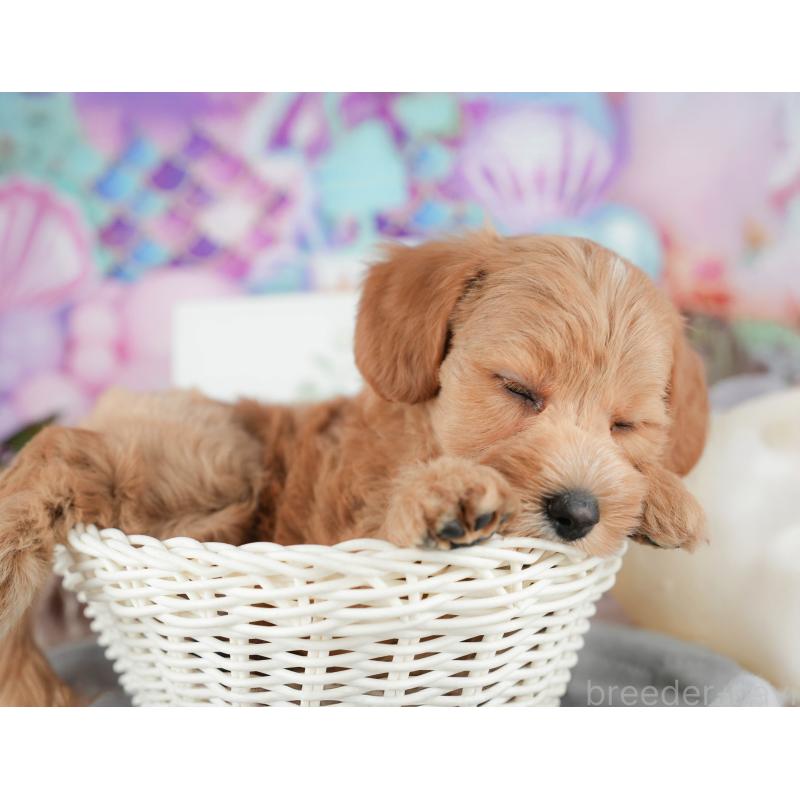 販売中の千葉県のマルプー:マルチーズ×トイプードル-422905の3枚目