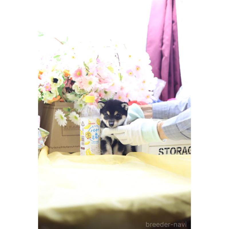 販売中の東京都の豆柴-422599の9枚目