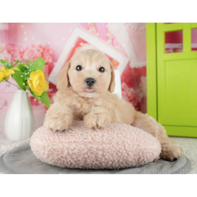 販売中の千葉県のマルプー:マルチーズ×トイプードル-422904の11枚目