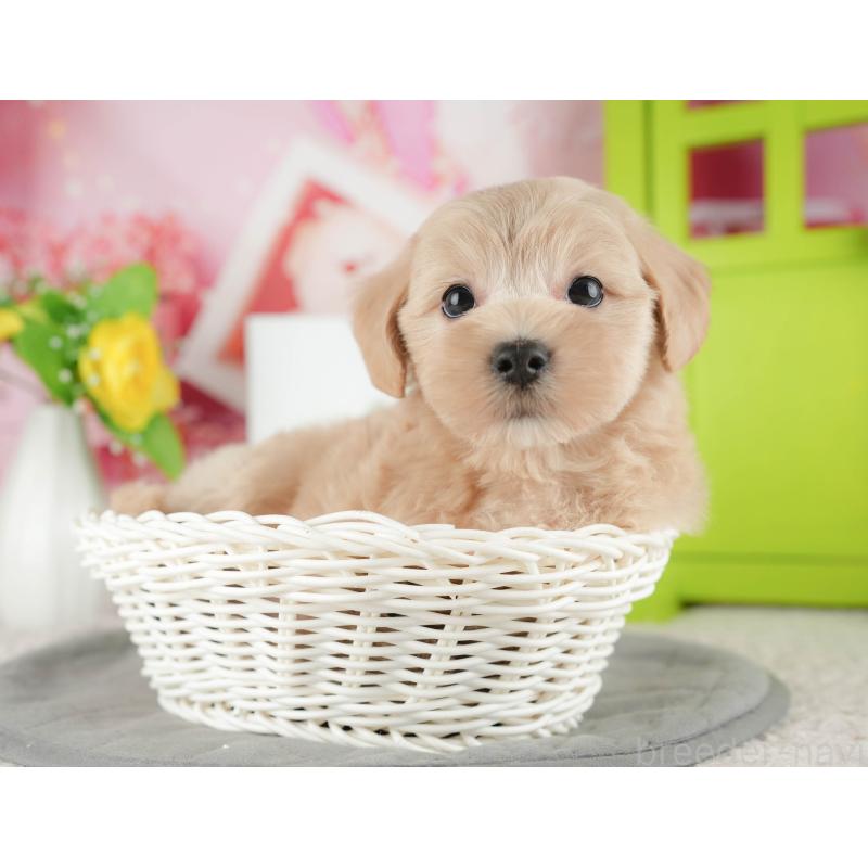 販売中の千葉県のマルプー:マルチーズ×トイプードル-422904の10枚目