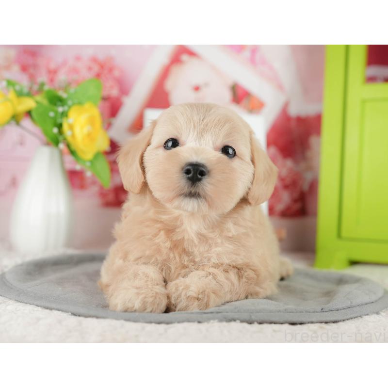 販売中の千葉県のマルプー:マルチーズ×トイプードル-422904の9枚目