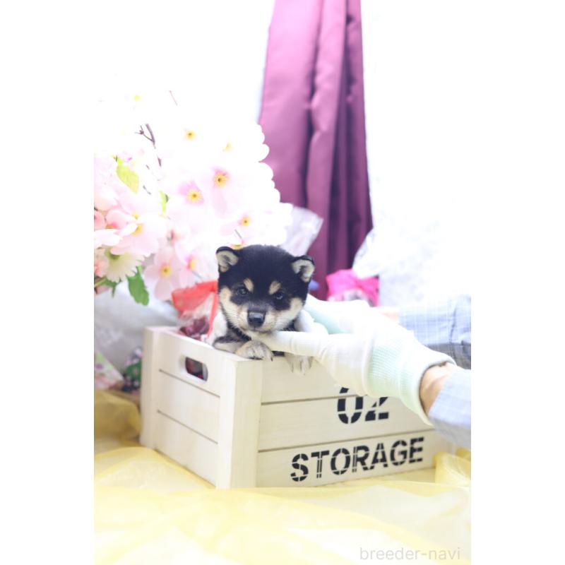 販売中の東京都の豆柴-422599の8枚目