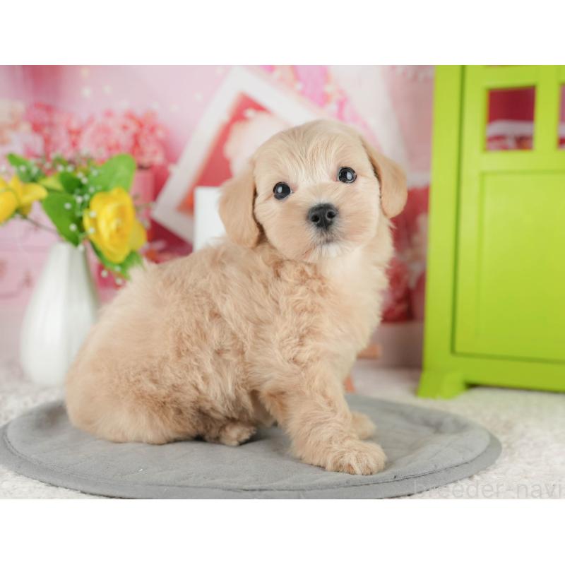 販売中の千葉県のマルプー:マルチーズ×トイプードル-422904の8枚目