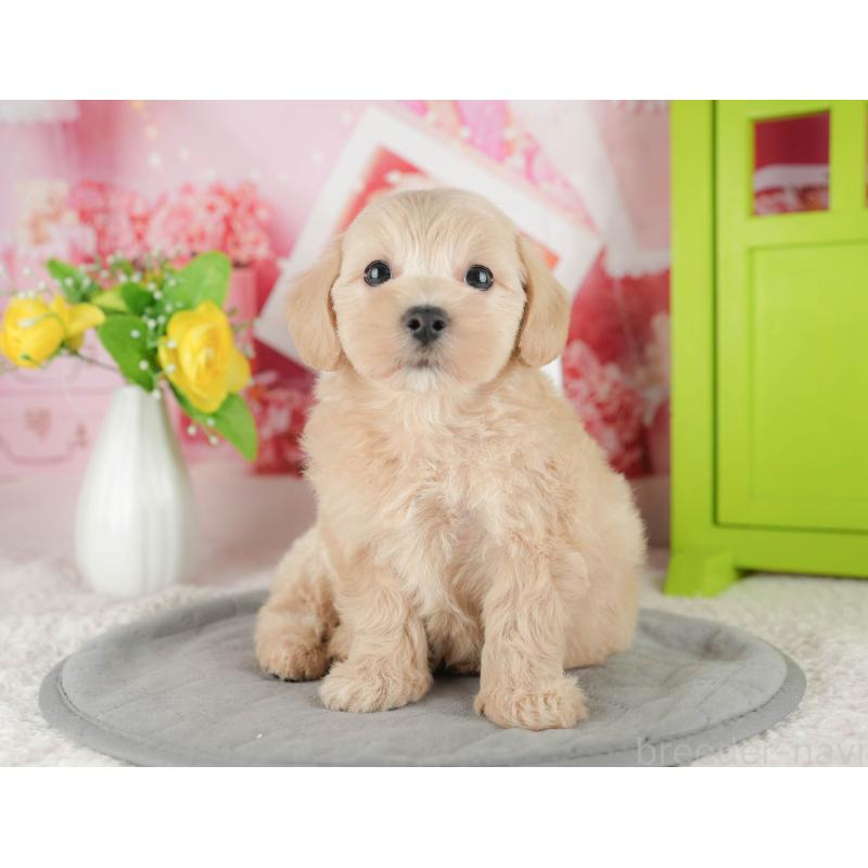 販売中の千葉県のマルプー:マルチーズ×トイプードル-422904の7枚目