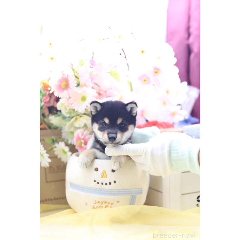 販売中の東京都の豆柴-422599の7枚目