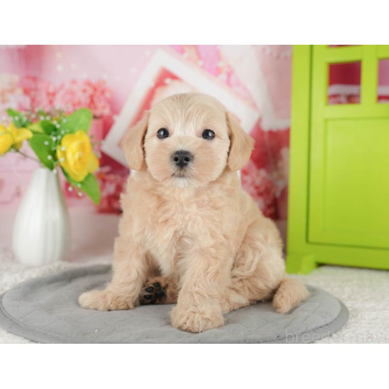 販売中の千葉県のマルプー:マルチーズ×トイプードル-422904の6枚目