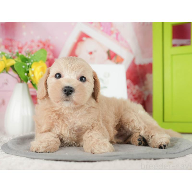 販売中の千葉県のマルプー:マルチーズ×トイプードル-422904の5枚目