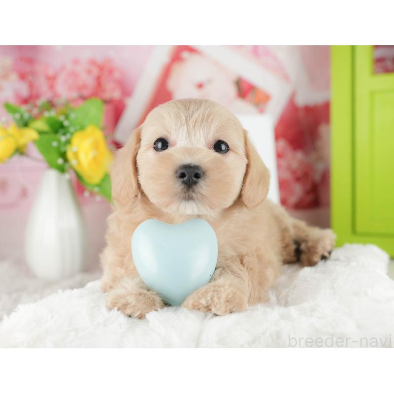 販売中の千葉県のマルプー:マルチーズ×トイプードル-422904の4枚目