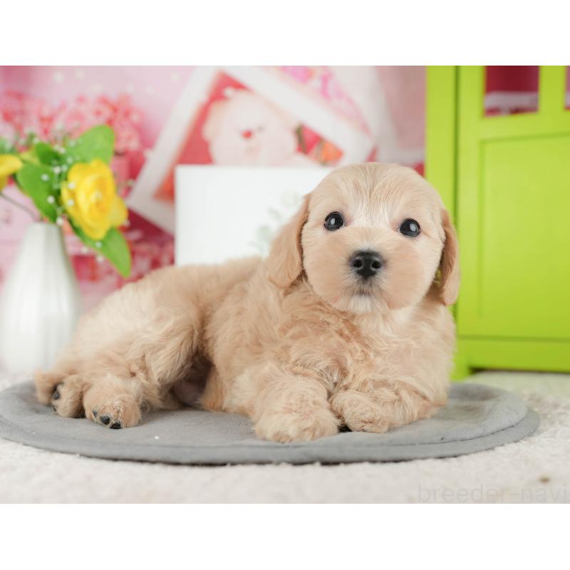 販売中の千葉県のマルプー:マルチーズ×トイプードル-422904の3枚目