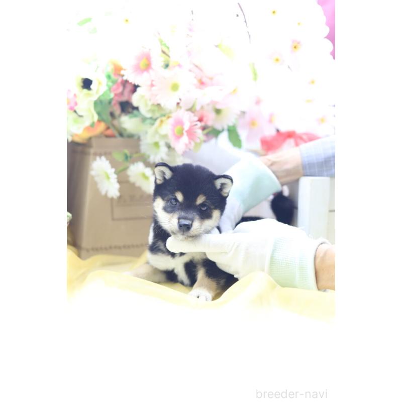 販売中の東京都の豆柴-422599の6枚目