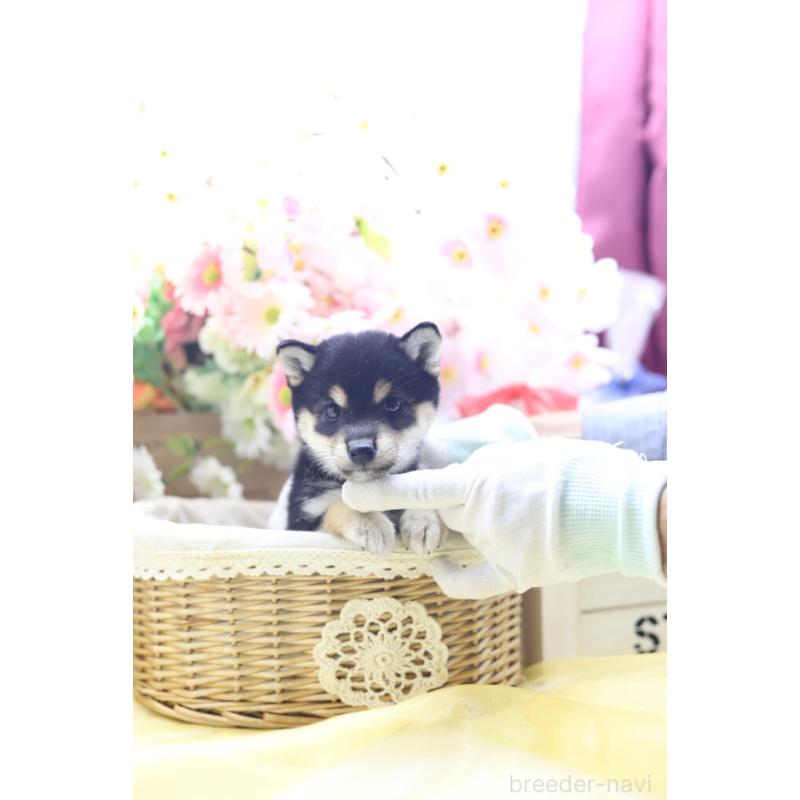 販売中の東京都の豆柴-422599の5枚目