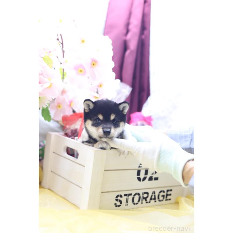 販売中の東京都の豆柴-422599の4枚目