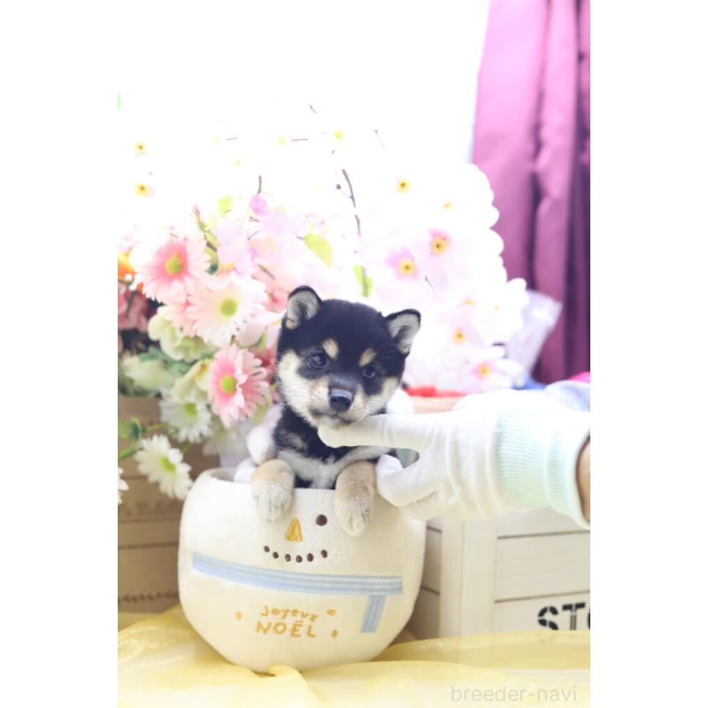 販売中の東京都の豆柴-422599の3枚目