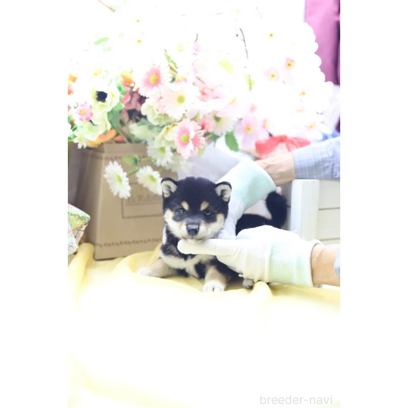 販売中の東京都の豆柴-422599の2枚目