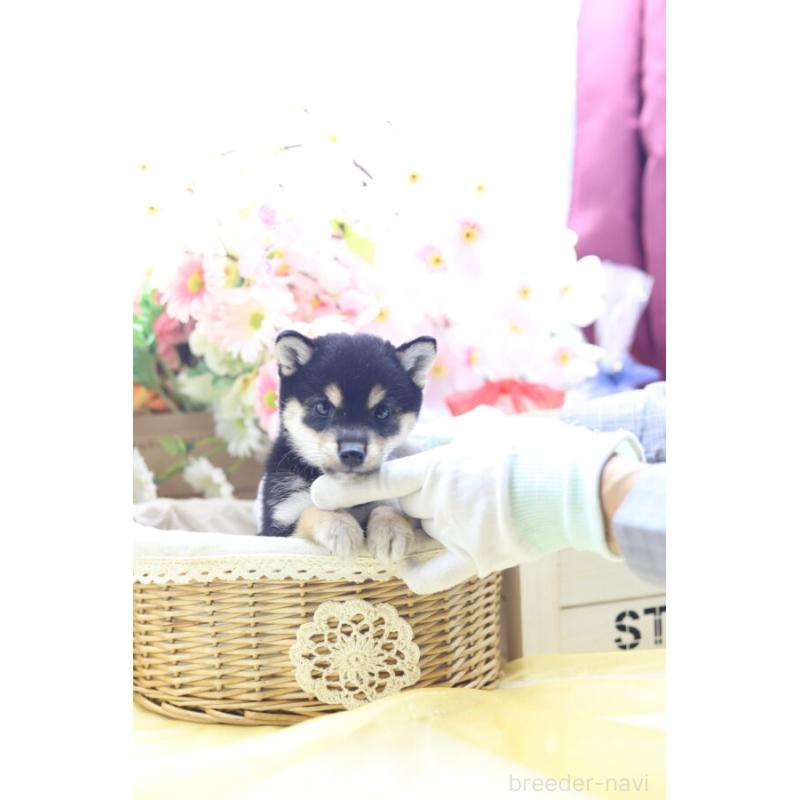 販売中の東京都の豆柴-422599の1枚目