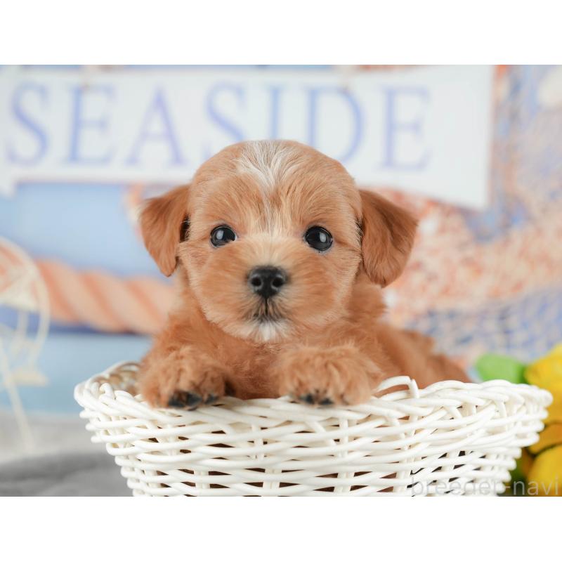 販売中の千葉県のマルプー:マルチーズ×トイプードル-422903