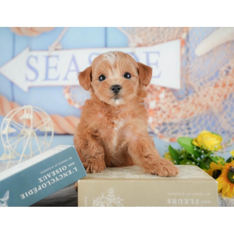 販売中の千葉県のマルプー:マルチーズ×トイプードル-422903の11枚目