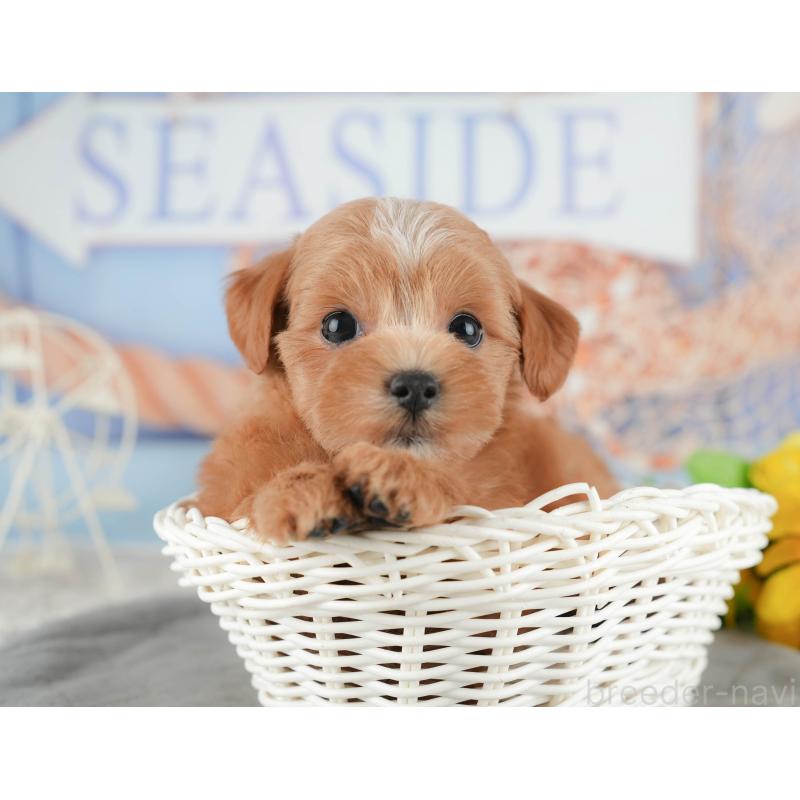 販売中の千葉県のマルプー:マルチーズ×トイプードル-422903の10枚目