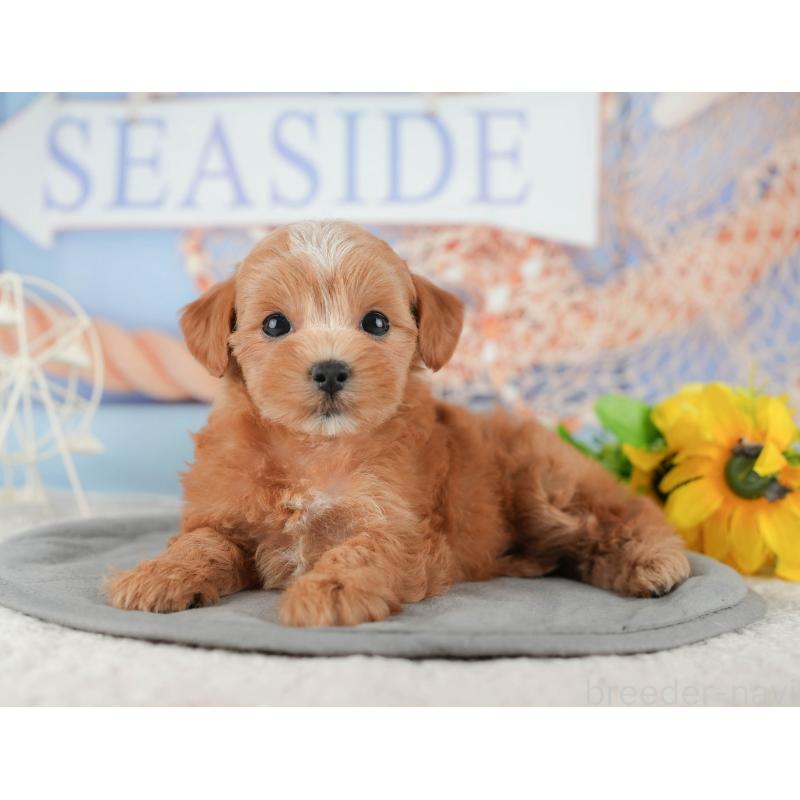 販売中の千葉県のマルプー:マルチーズ×トイプードル-422903の9枚目