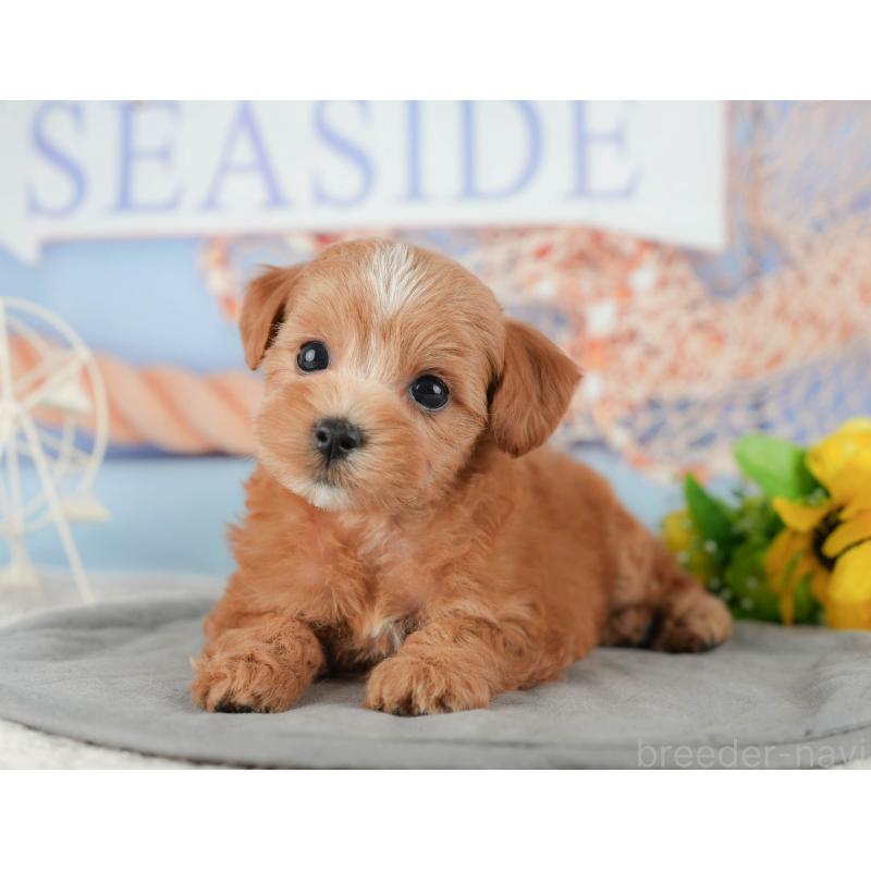 販売中の千葉県のマルプー:マルチーズ×トイプードル-422903の8枚目