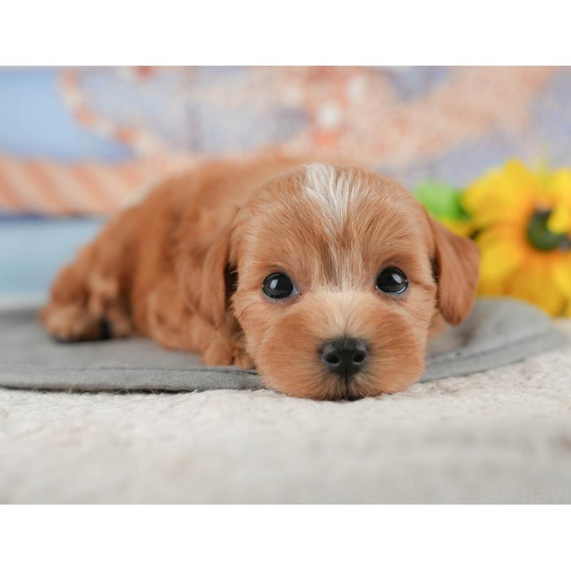 販売中の千葉県のマルプー:マルチーズ×トイプードル-422903の7枚目