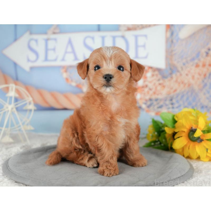 販売中の千葉県のマルプー:マルチーズ×トイプードル-422903の6枚目