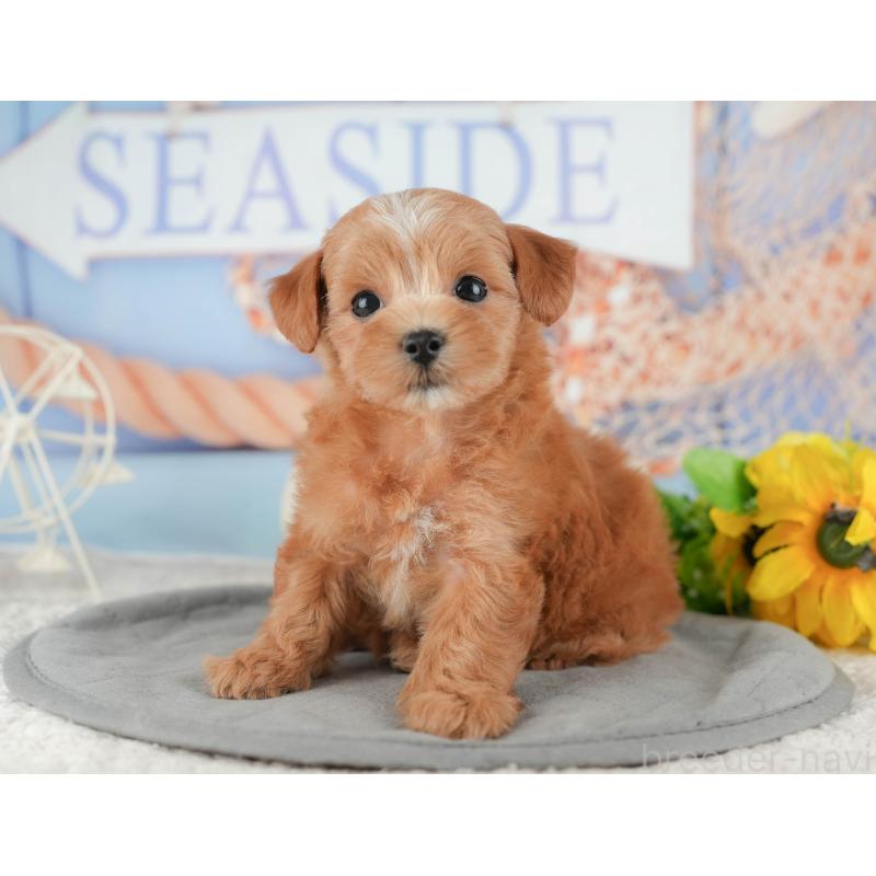 販売中の千葉県のマルプー:マルチーズ×トイプードル-422903の5枚目